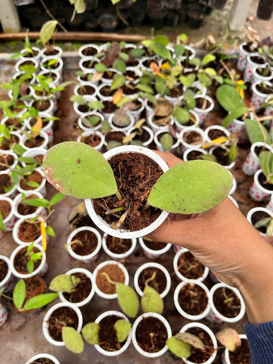 Hoya Waymaniae 2-4 Leaves