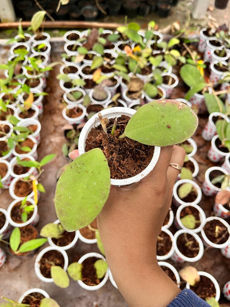 Hoya Waymaniae 2-4 Leaves