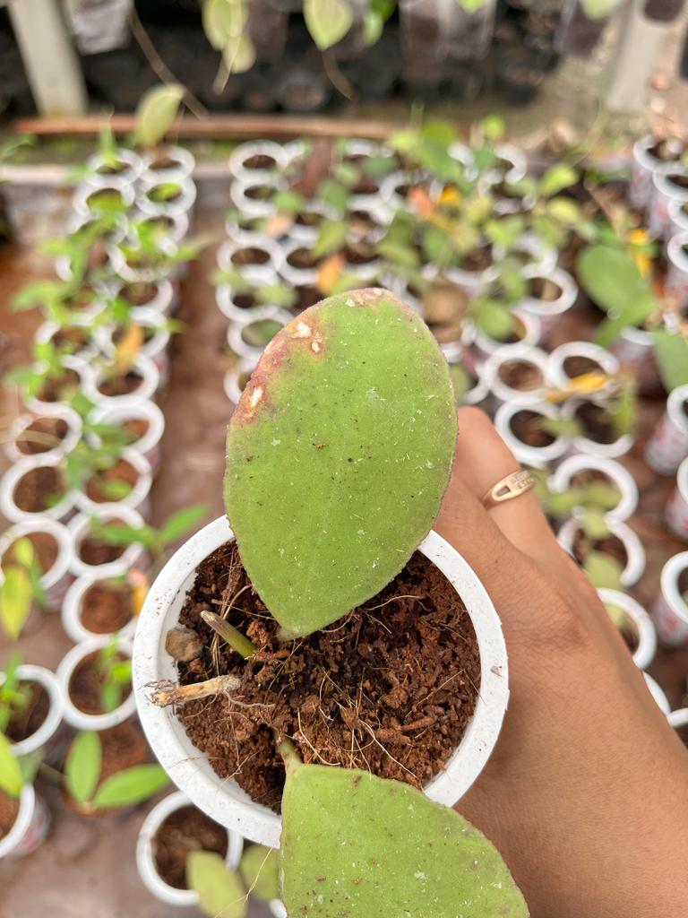 Hoya Waymaniae 2-4 Leaves