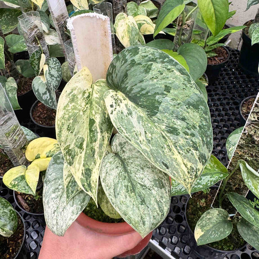 Scindapsus Bahorok 2-3 Leaves