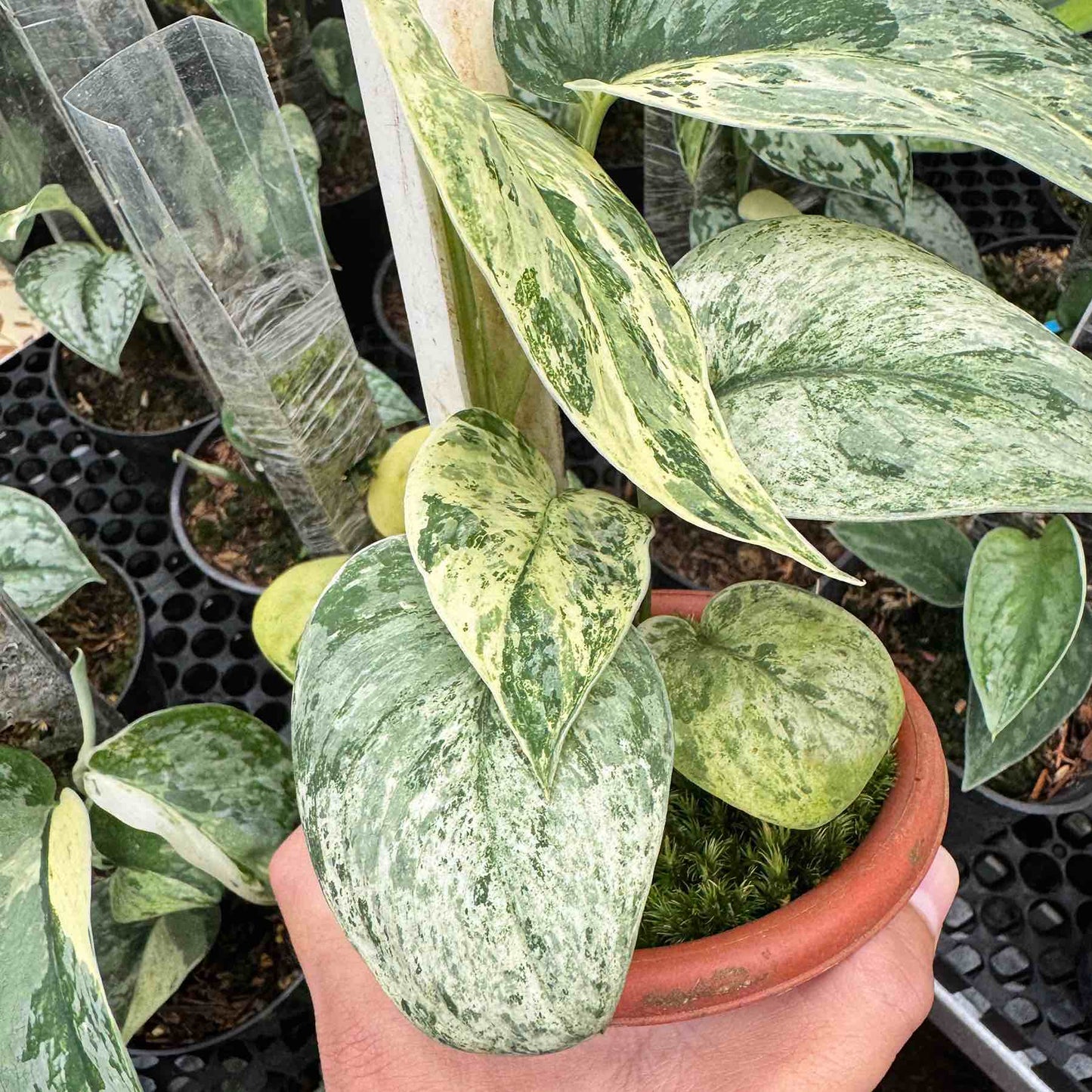 Scindapsus Bahorok 2-3 Leaves