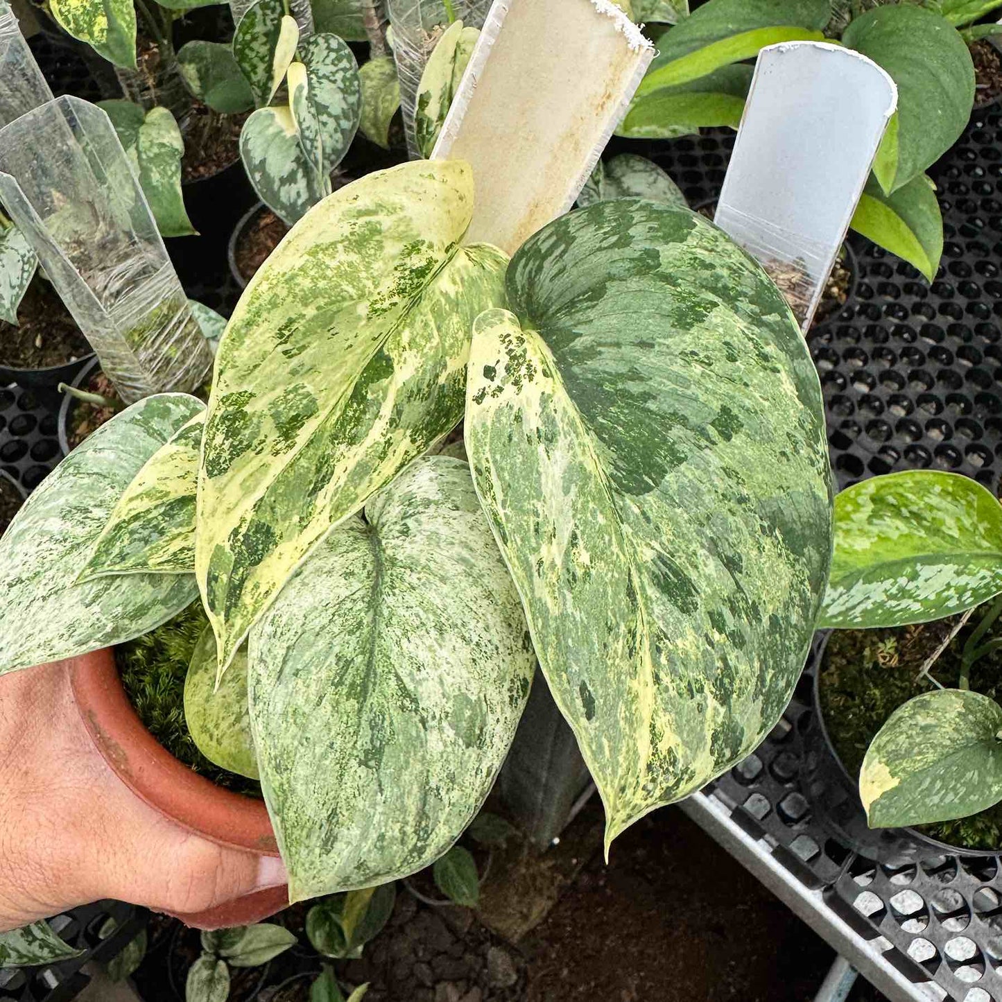 Scindapsus Bahorok 2-3 Leaves