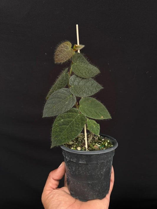 Ficus Villosa 2-3 Leaves