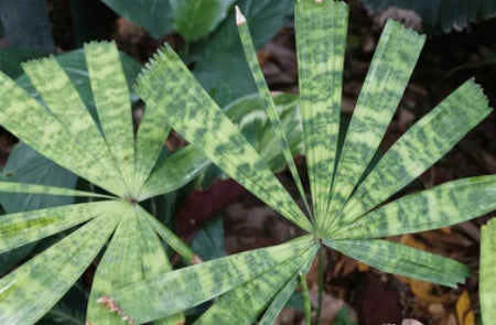 Palm Licuala Matatensis 2-3 Leaves