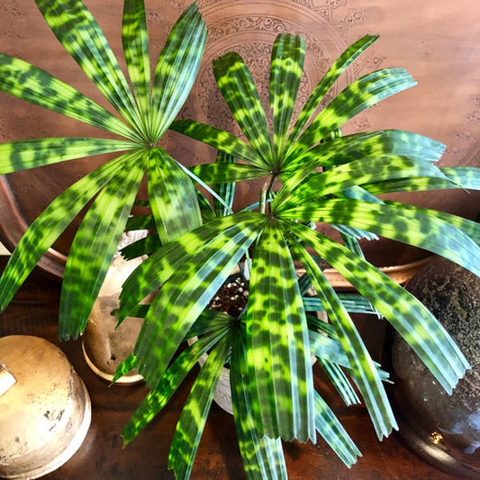 Palm Licuala Matatensis 2-3 Leaves