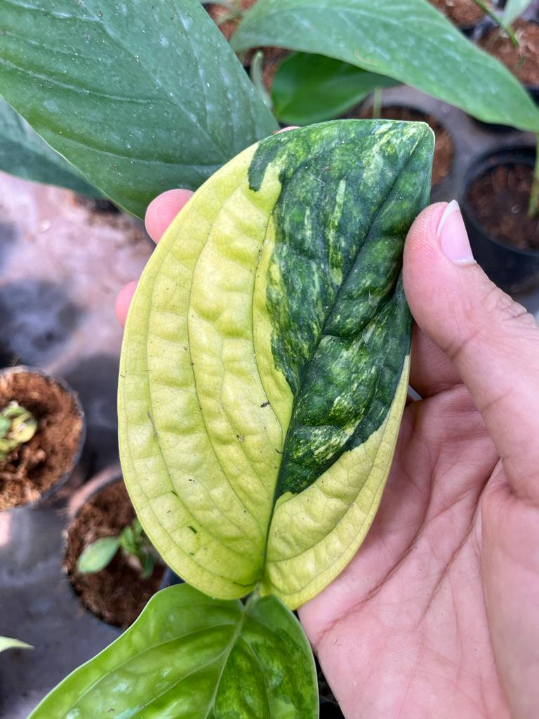 Monstera Karstenianum Variegated 2-3 Leaves