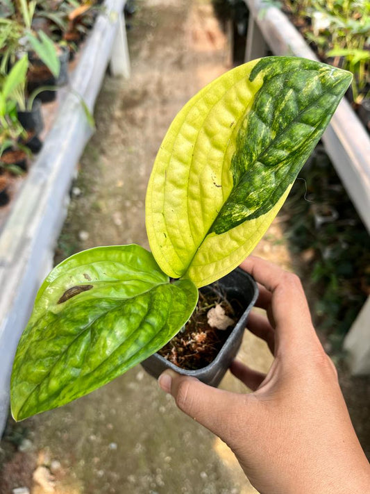 Monstera Karstenianum Variegated 2-3 Leaves