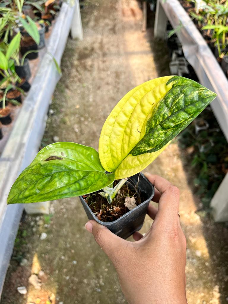 Monstera Karstenianum Variegated 2-3 Leaves