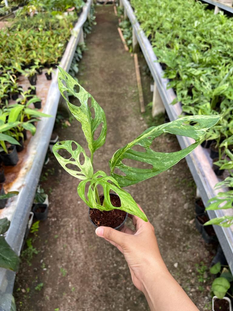 Monstera Adansonii Variegated 2-4 Leaves
