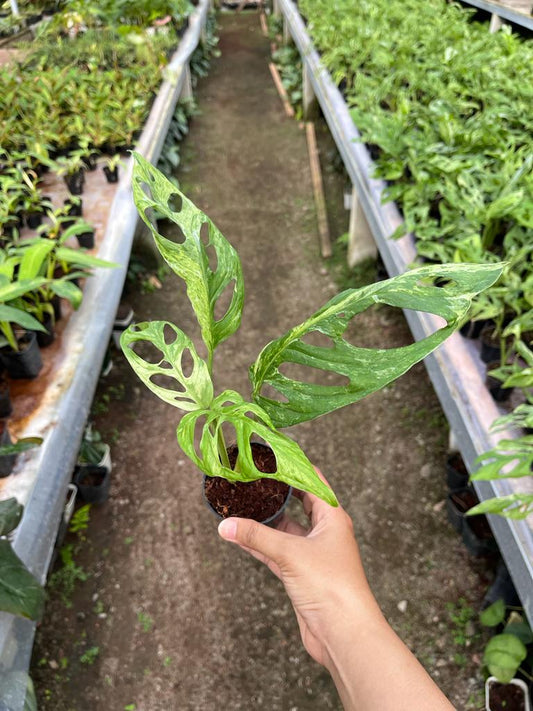 Monstera Adansonii Variegated 2-4 Leaves