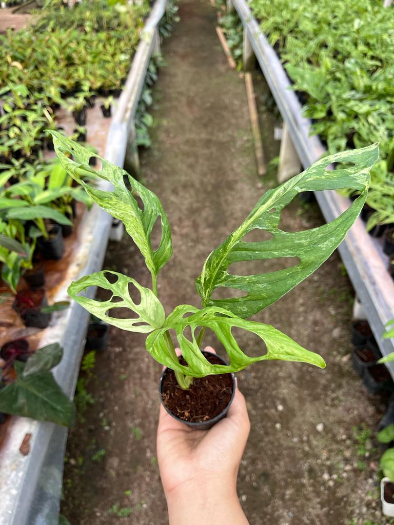 Monstera Adansonii Variegated 2-4 Leaves