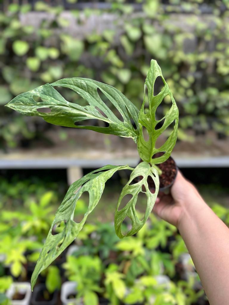 Monstera Adansonii Variegated 2-4 Leaves