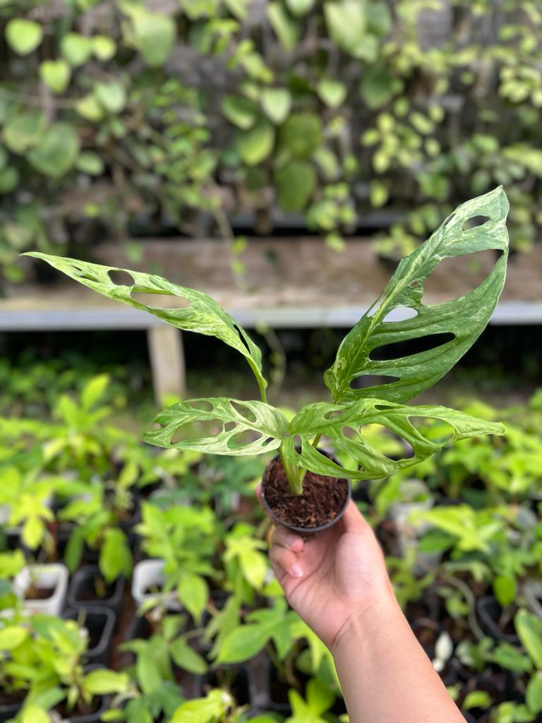 Monstera Adansonii Variegated 2-4 Leaves