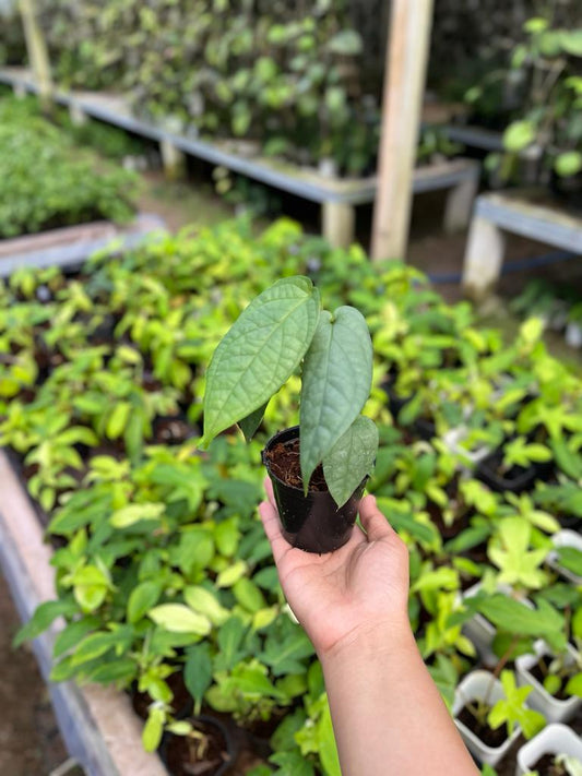 Monstera Amydrium Silver 2-4 Leaves