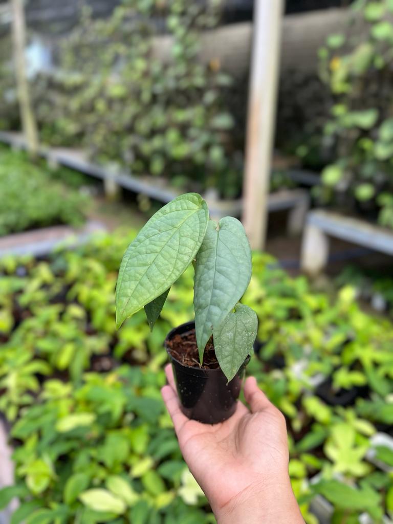 Monstera Amydrium Silver 2-4 Leaves