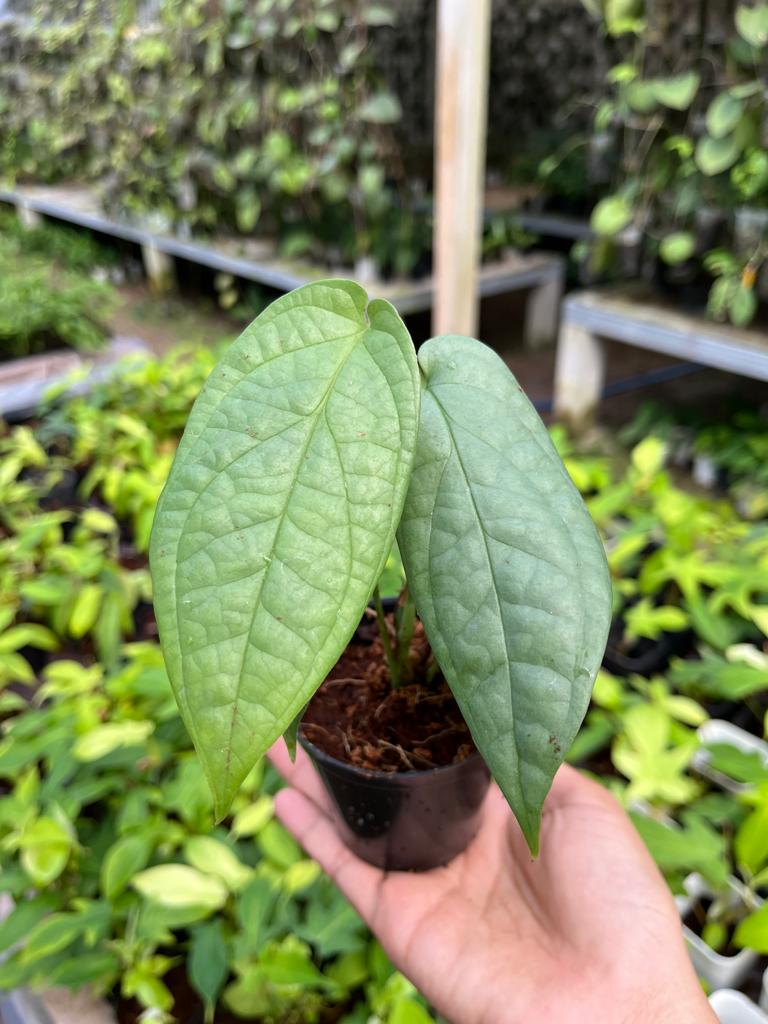 Monstera Amydrium Silver 2-4 Leaves