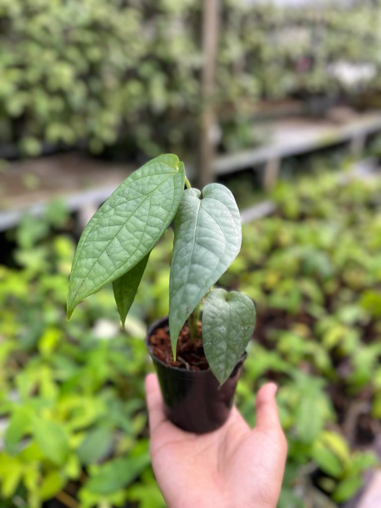 Monstera Amydrium Silver 2-4 Leaves