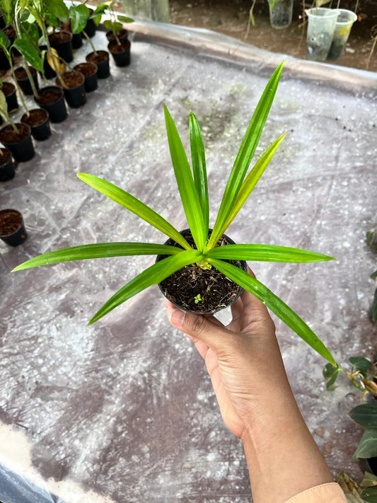Pandanus Pygmaeus, Pandan Wangi Whole Plant 2-4 Leaves