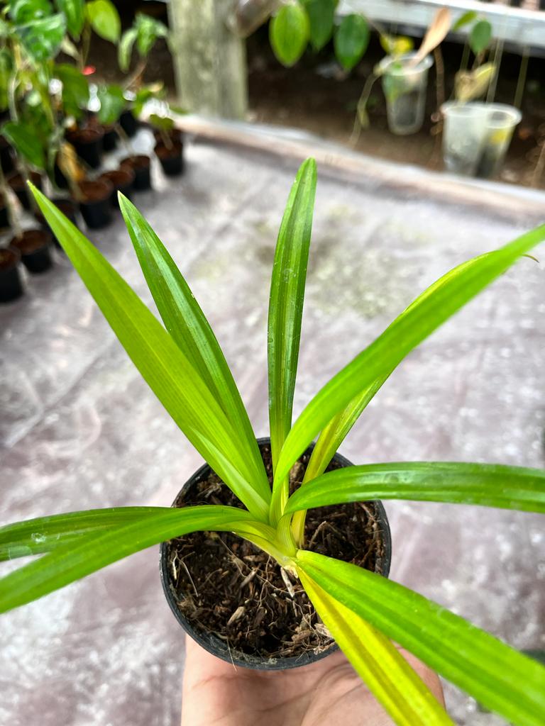 Pandanus Pygmaeus, Pandan Wangi Whole Plant 2-4 Leaves
