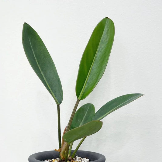 Philodendron Callosum 2-3 Leaves