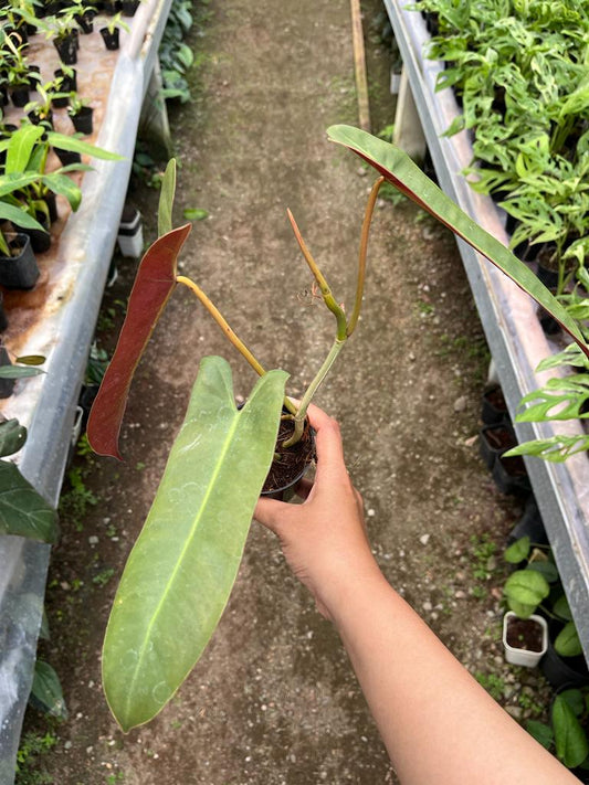 Philodendron Atabapoense 2-3 Leaves