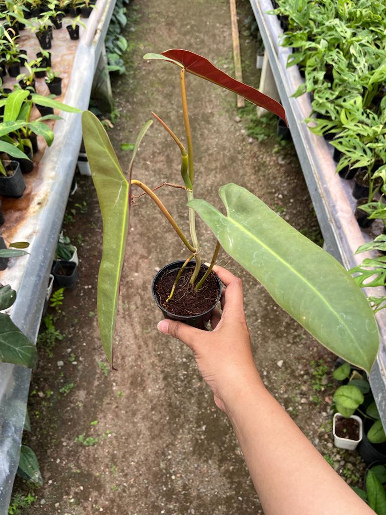 Philodendron Atabapoense 2-3 Leaves
