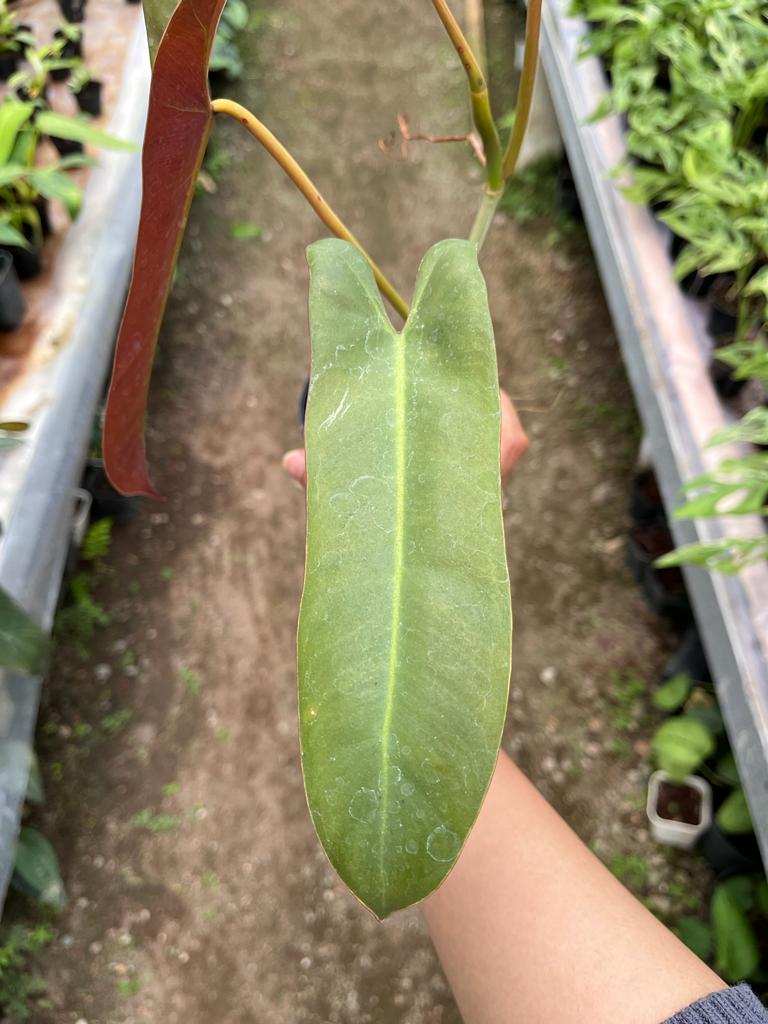 Philodendron Atabapoense 2-3 Leaves