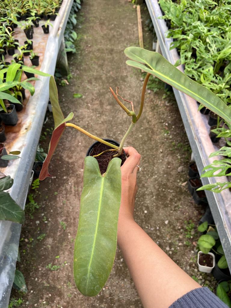 Philodendron Atabapoense 2-3 Leaves
