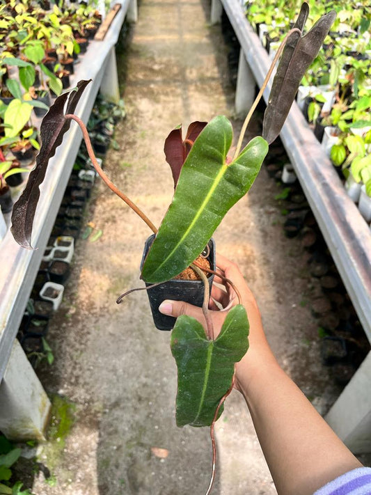 Philodendron Billietiae 2-3 Leaves