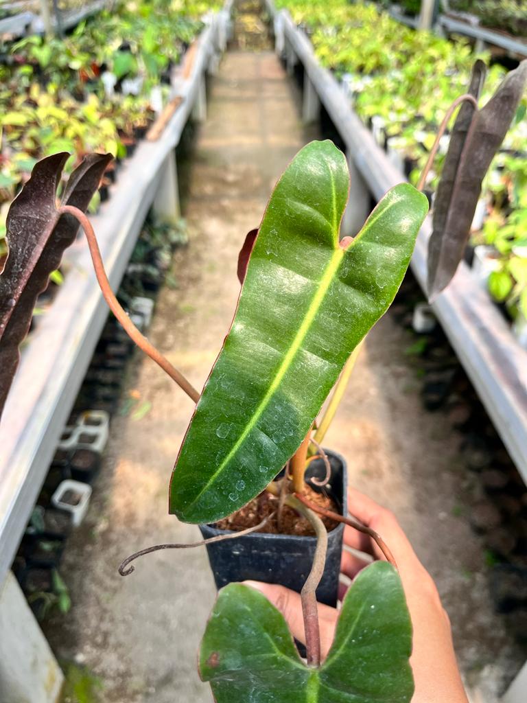 Philodendron Billietiae 2-3 Leaves