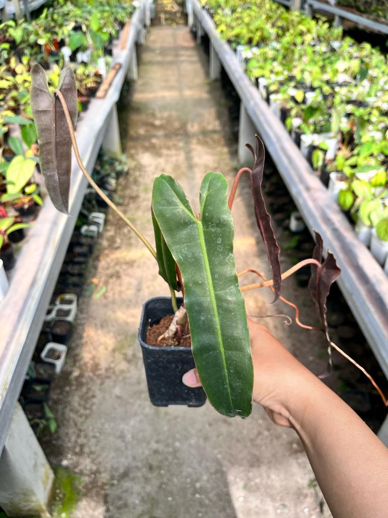 Philodendron Billietiae 2-3 Leaves