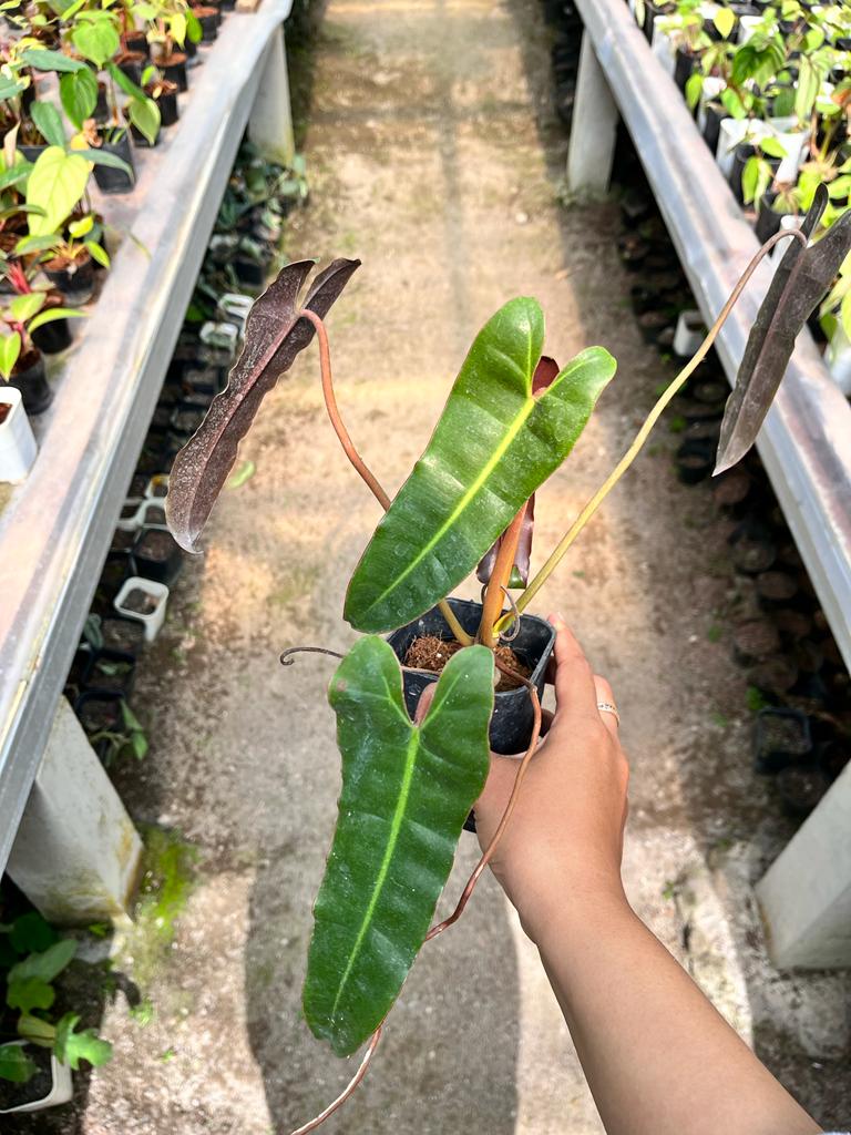 Philodendron Billietiae 2-3 Leaves