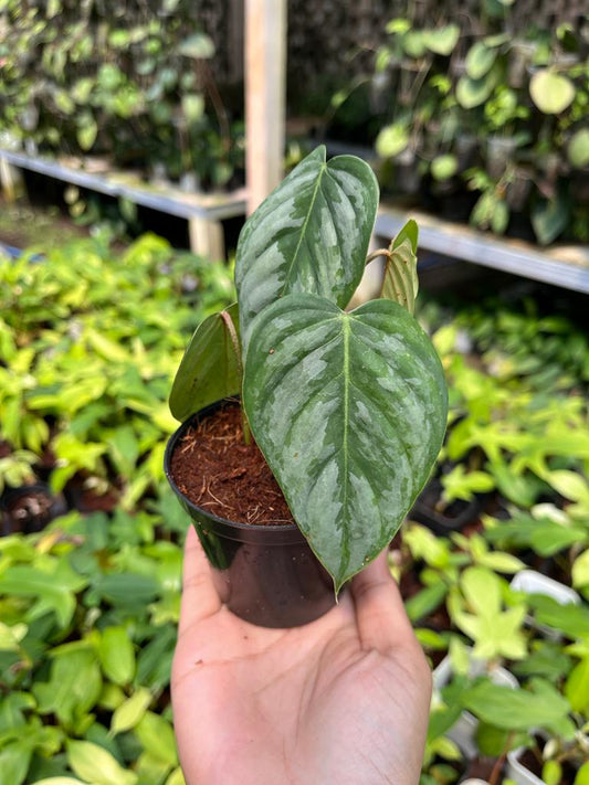 Philodendron Brandtianum Whole Plant