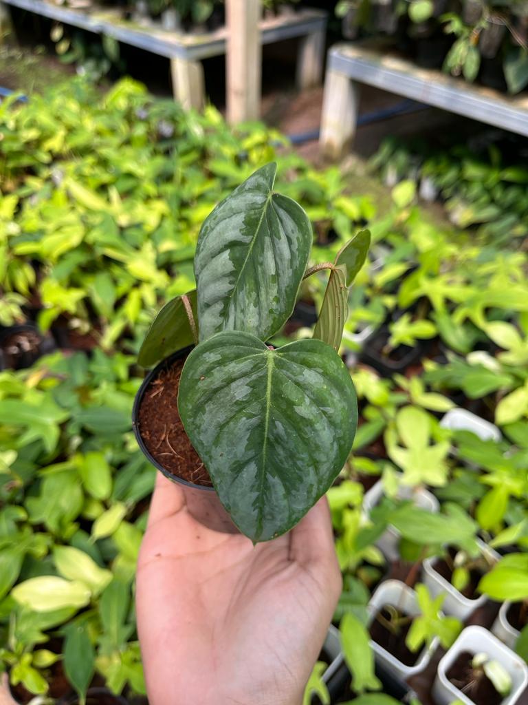 Philodendron Brandtianum Whole Plant