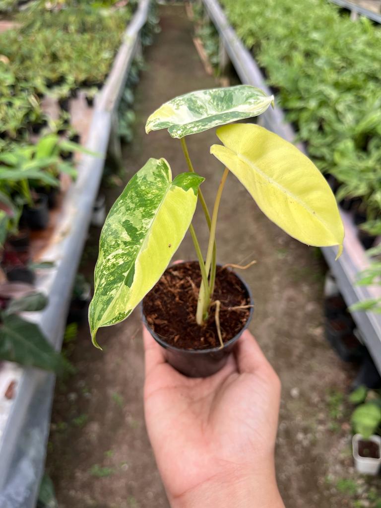 Philodendron Burle Marx Whole Plant