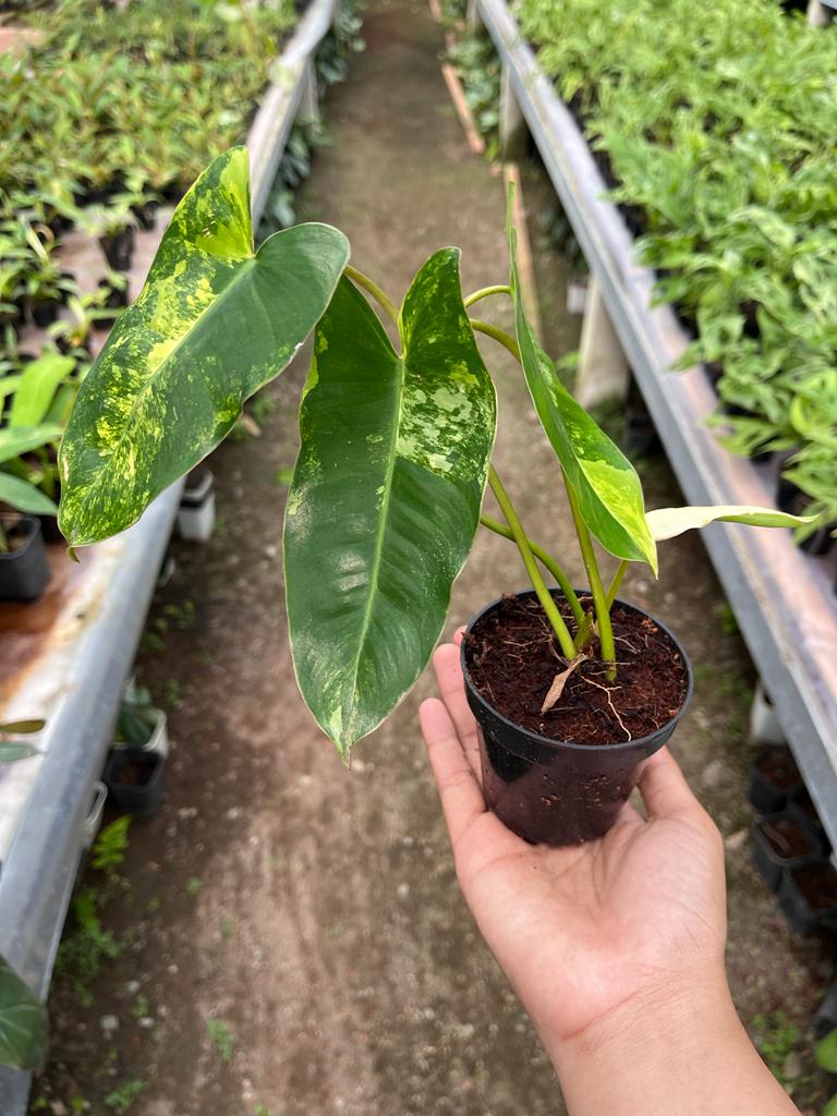 Philodendron Burle Marx Whole Plant