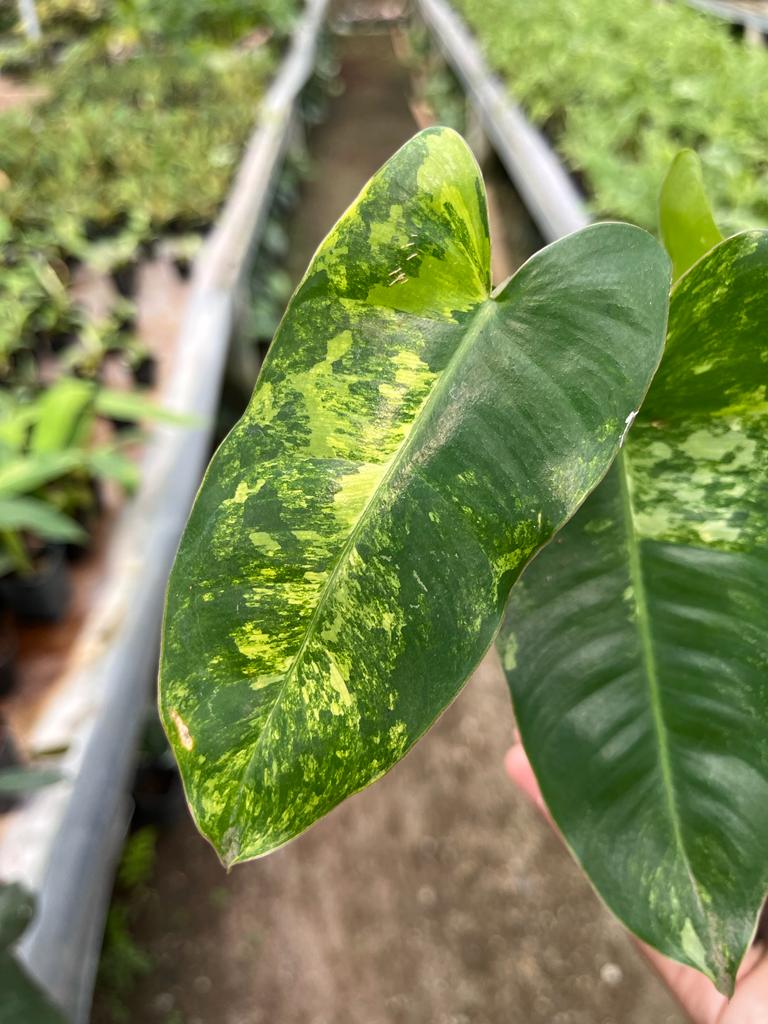 Philodendron Burle Marx Whole Plant
