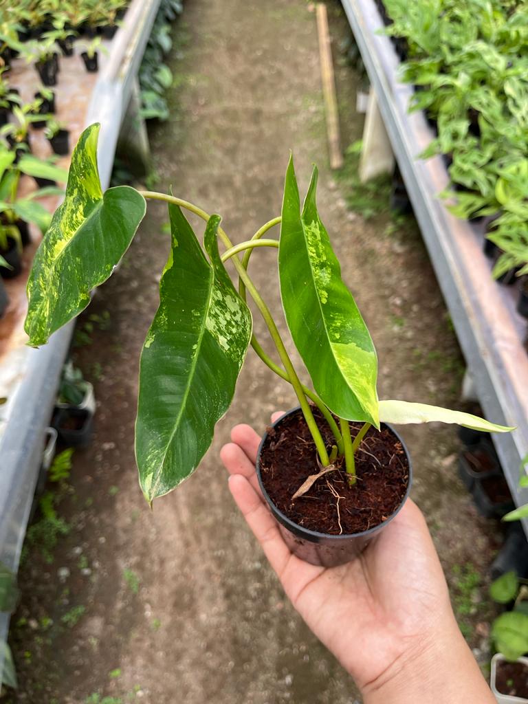 Philodendron Burle Marx Whole Plant