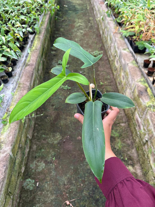 Philodendron Code 2-4 Leaves