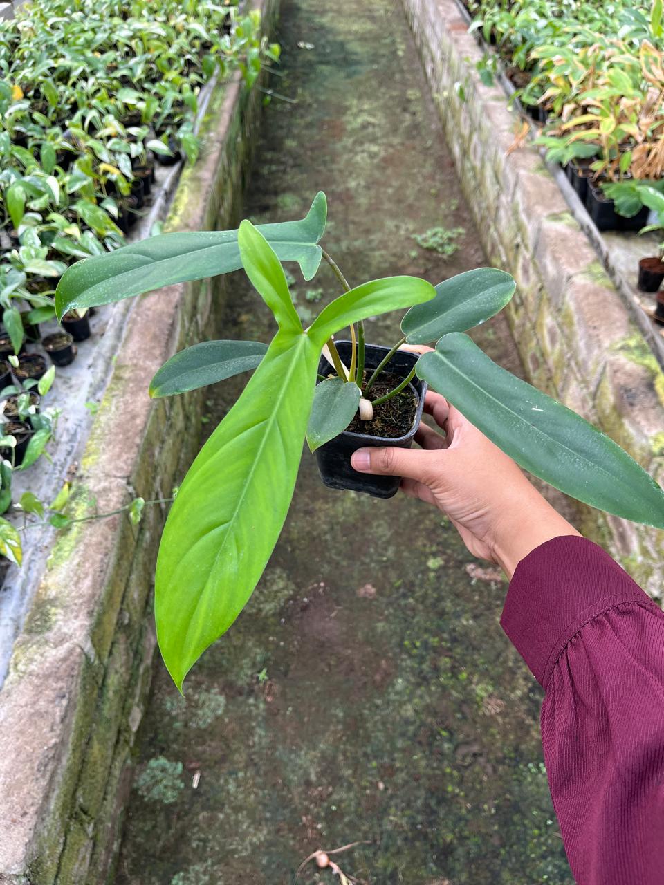 Philodendron Code 2-4 Leaves