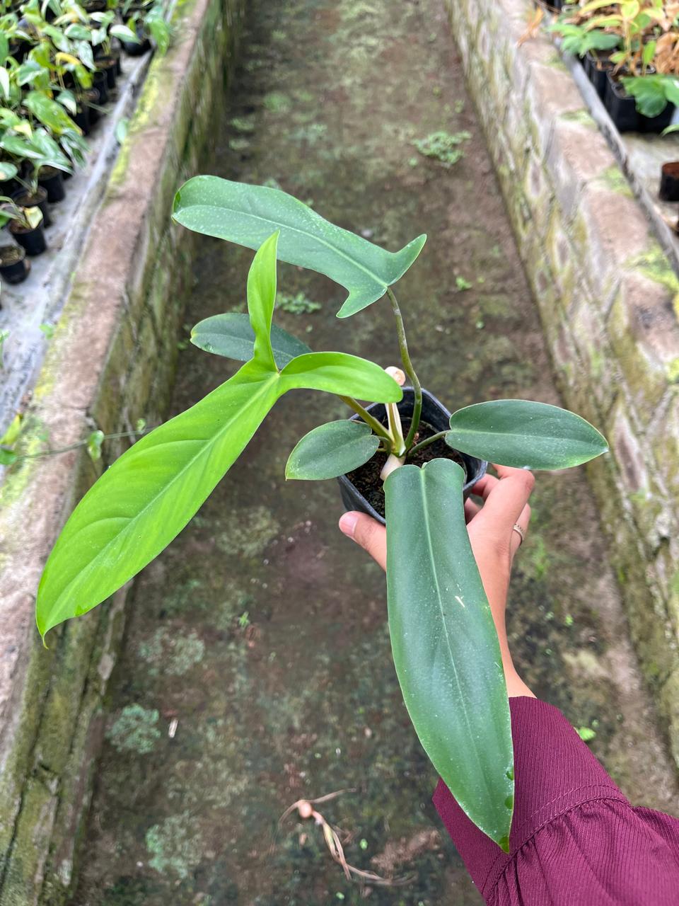 Philodendron Code 2-4 Leaves
