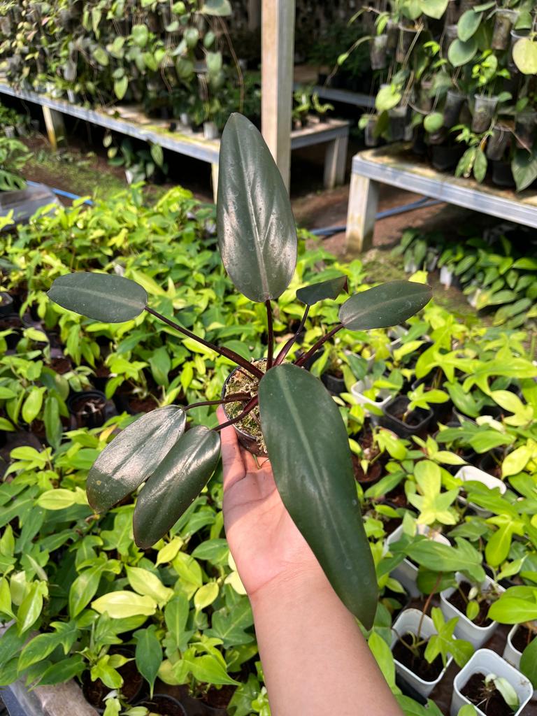 Philodendron Dark Lord 2-4 Leaves