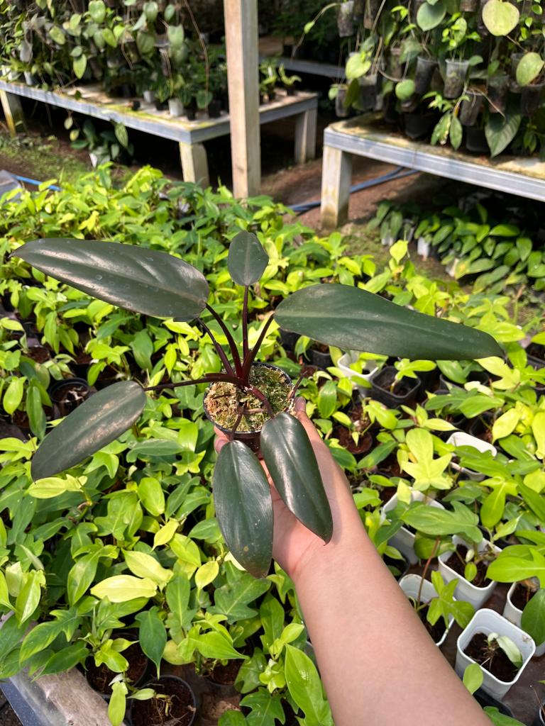 Philodendron Dark Lord 2-4 Leaves
