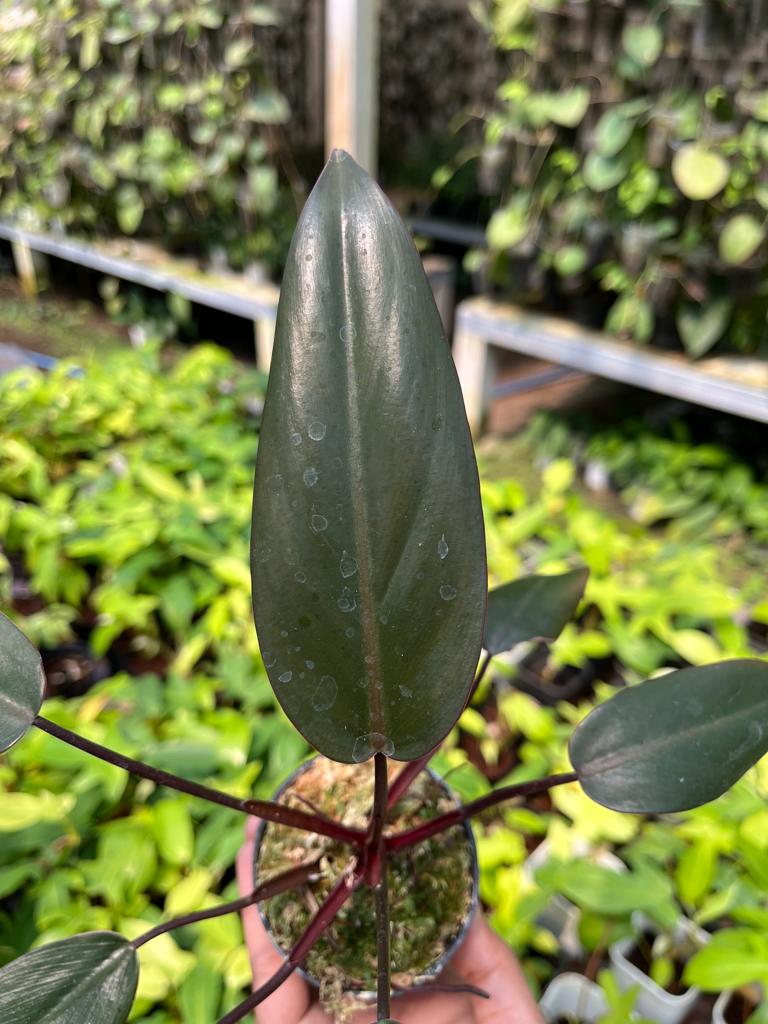 Philodendron Dark Lord 2-4 Leaves