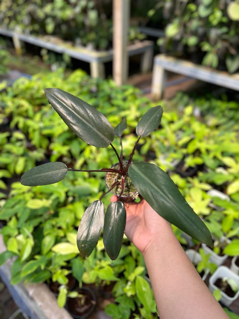 Philodendron Dark Lord 2-4 Leaves