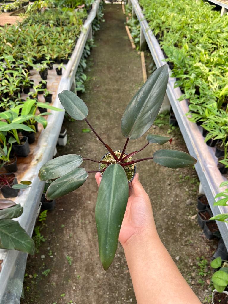 Philodendron Dark Lord 2-4 Leaves