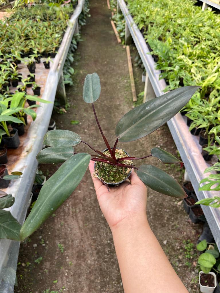 Philodendron Dark Lord 2-4 Leaves