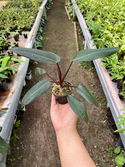 Philodendron Dark Lord 2-4 Leaves