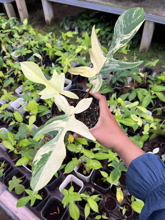Philodendron Florida Beauty Variegated 2-4 Leaves