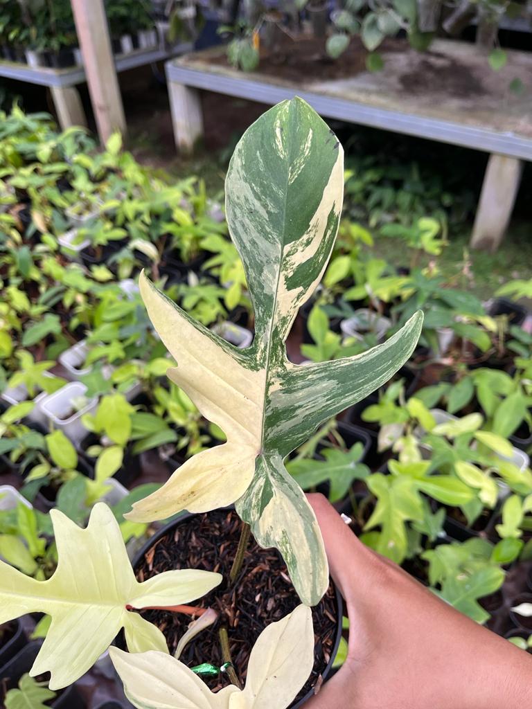 Philodendron Florida Beauty Variegated 2-4 Leaves